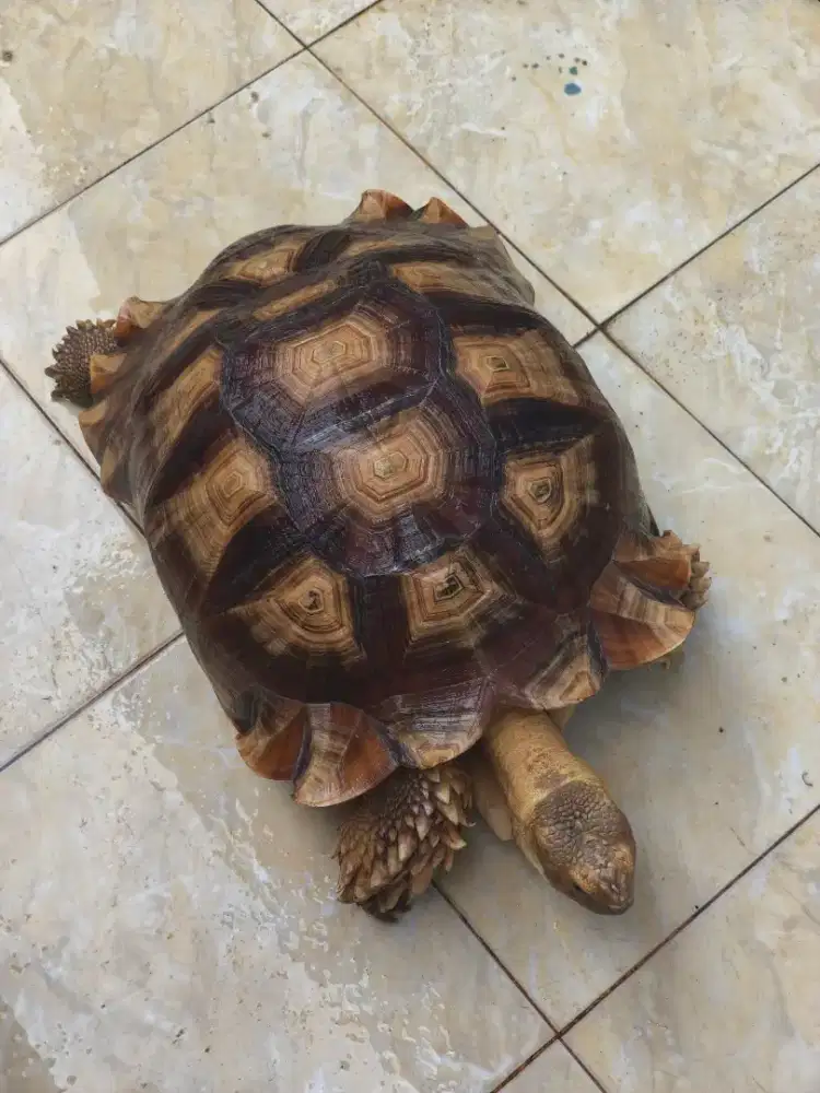 Sulcata 50cm Up rawatan dari 6cm