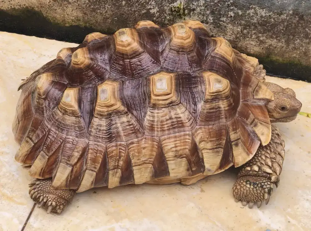 Sulcata jantan size 30cm sehat