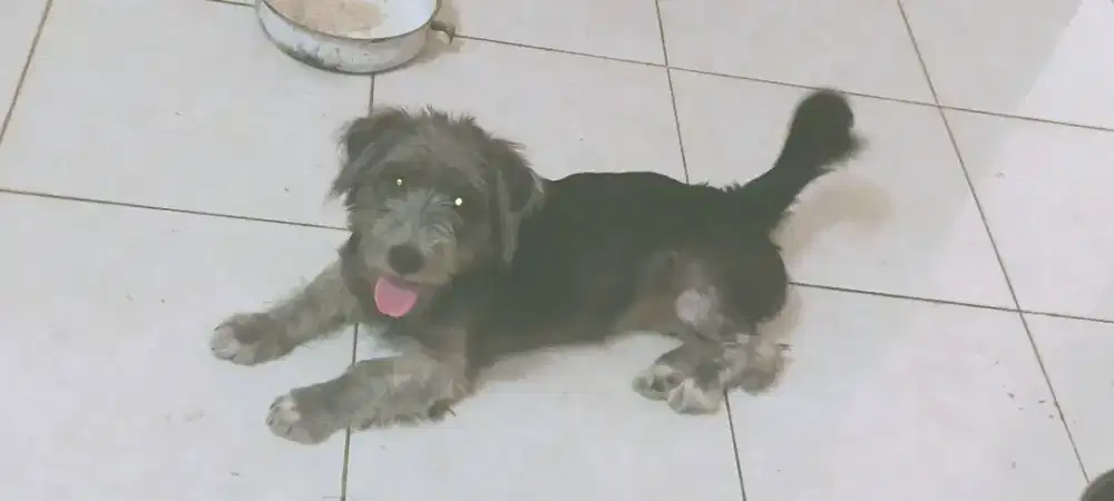 Wikclow terrier Betina