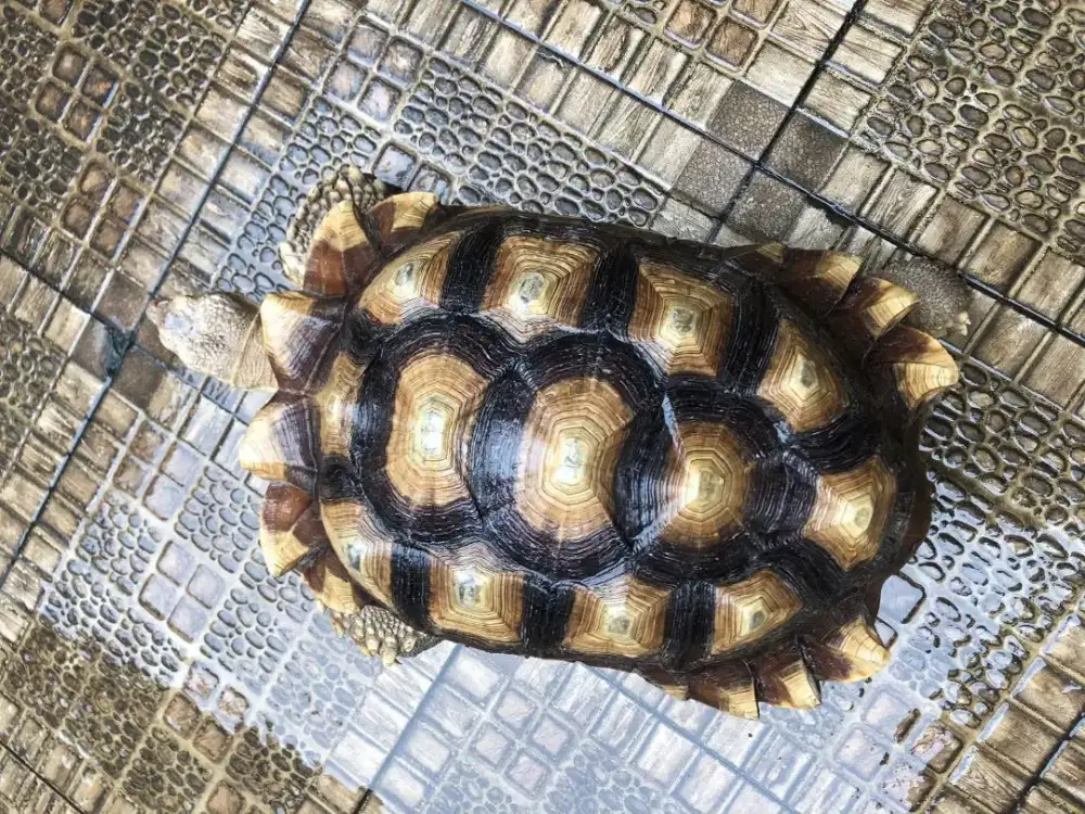 Kura Kura Darat Sulcata 47cm Jantan Rawatan Premium