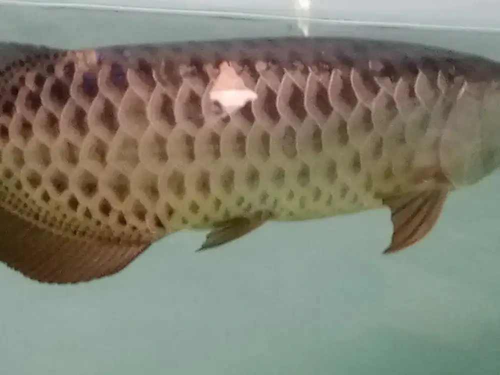 Golden Hb blue base polkadott/crossbelly