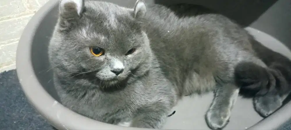 Jual kucing munchkin/british/american curly/kinkalow