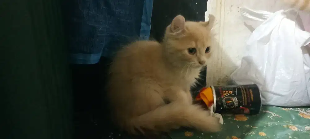 Jual kucing kitten munchkin/kinkalow/american curly