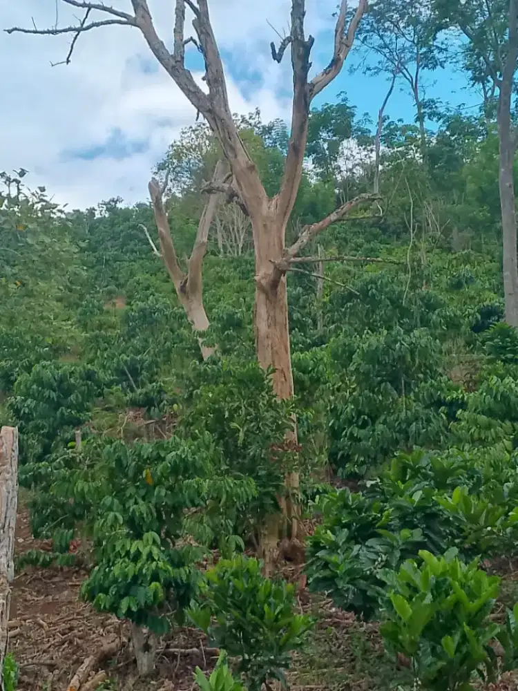 2 Rumah + Tanah Perkebunan 5 Hektar (BOLEH NEGO Santai)