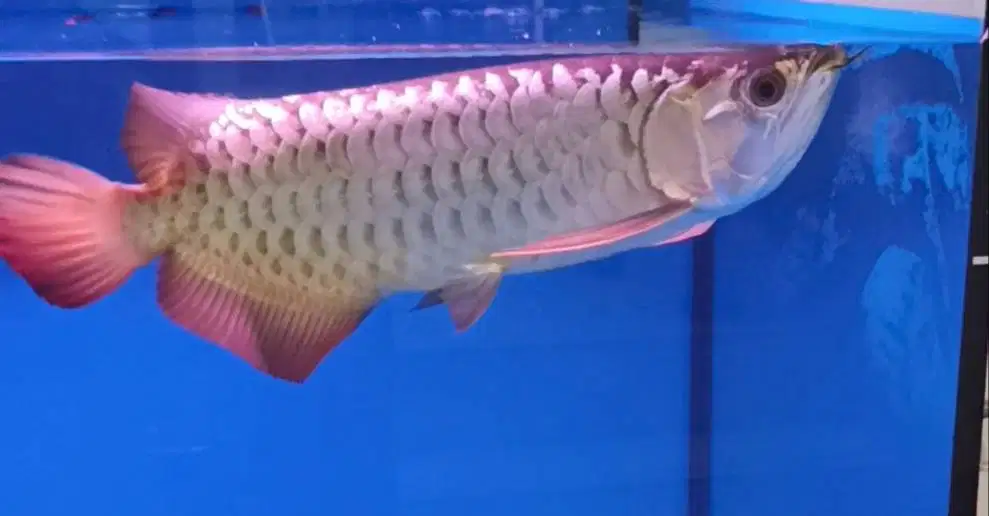arowana golden xb di Medan.