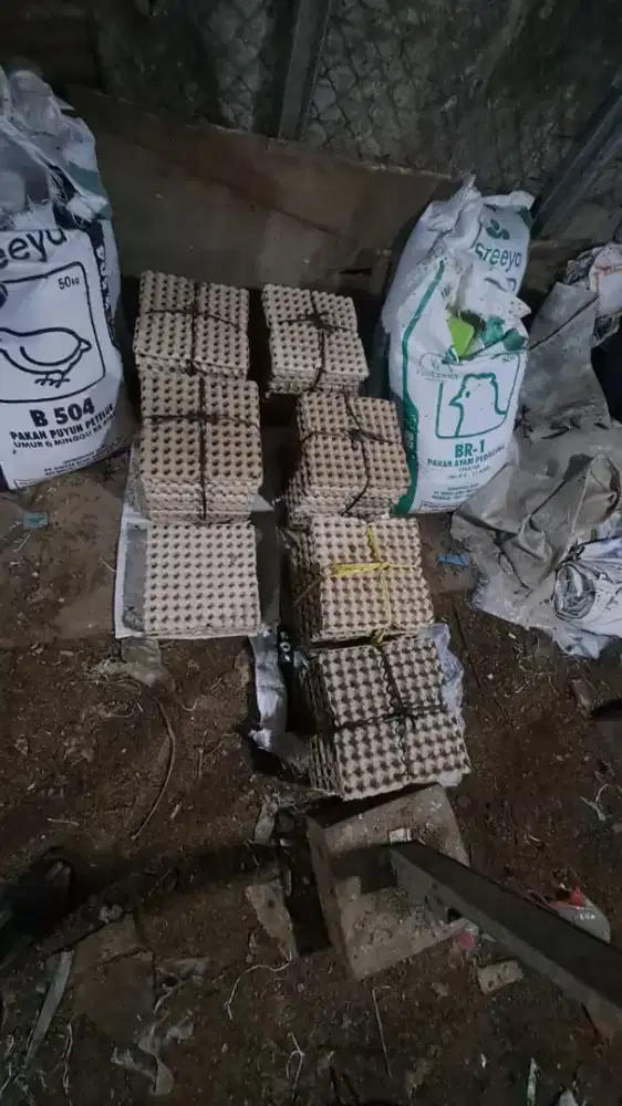 Telur Puyuh Segar Langsung Kandang