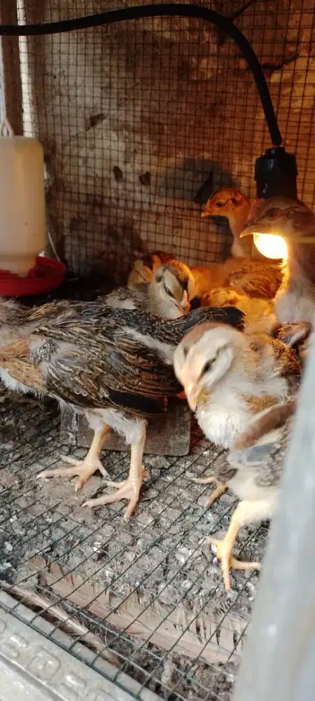 Anak ayam kampung/pitik ayam kampung