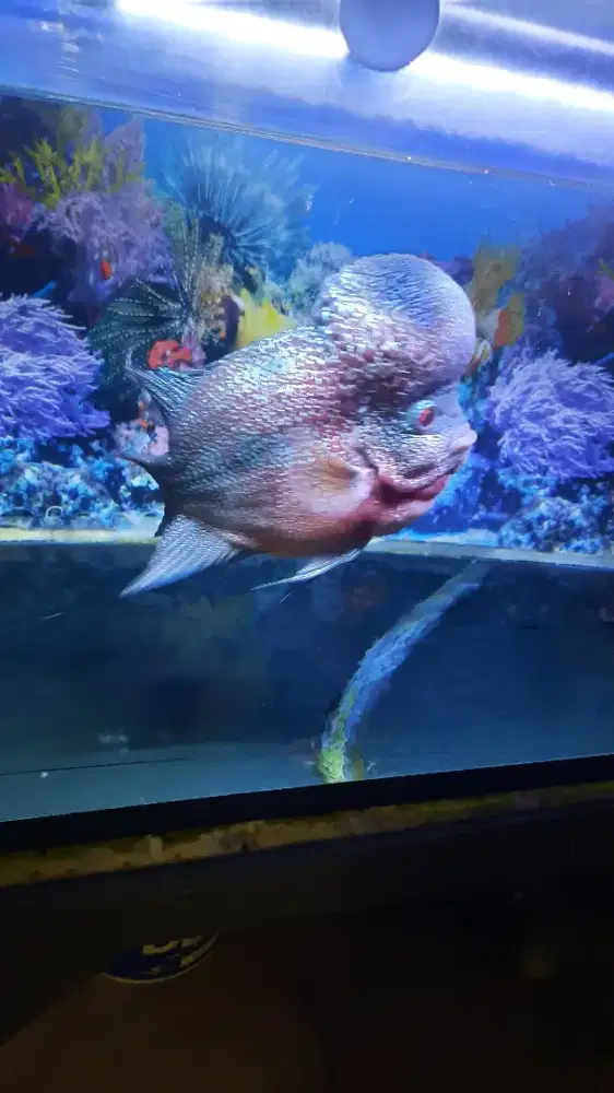 Ikan Louhan Jenong