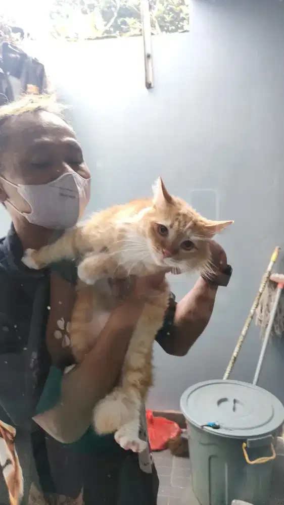 Grooming kucing anjing house call service