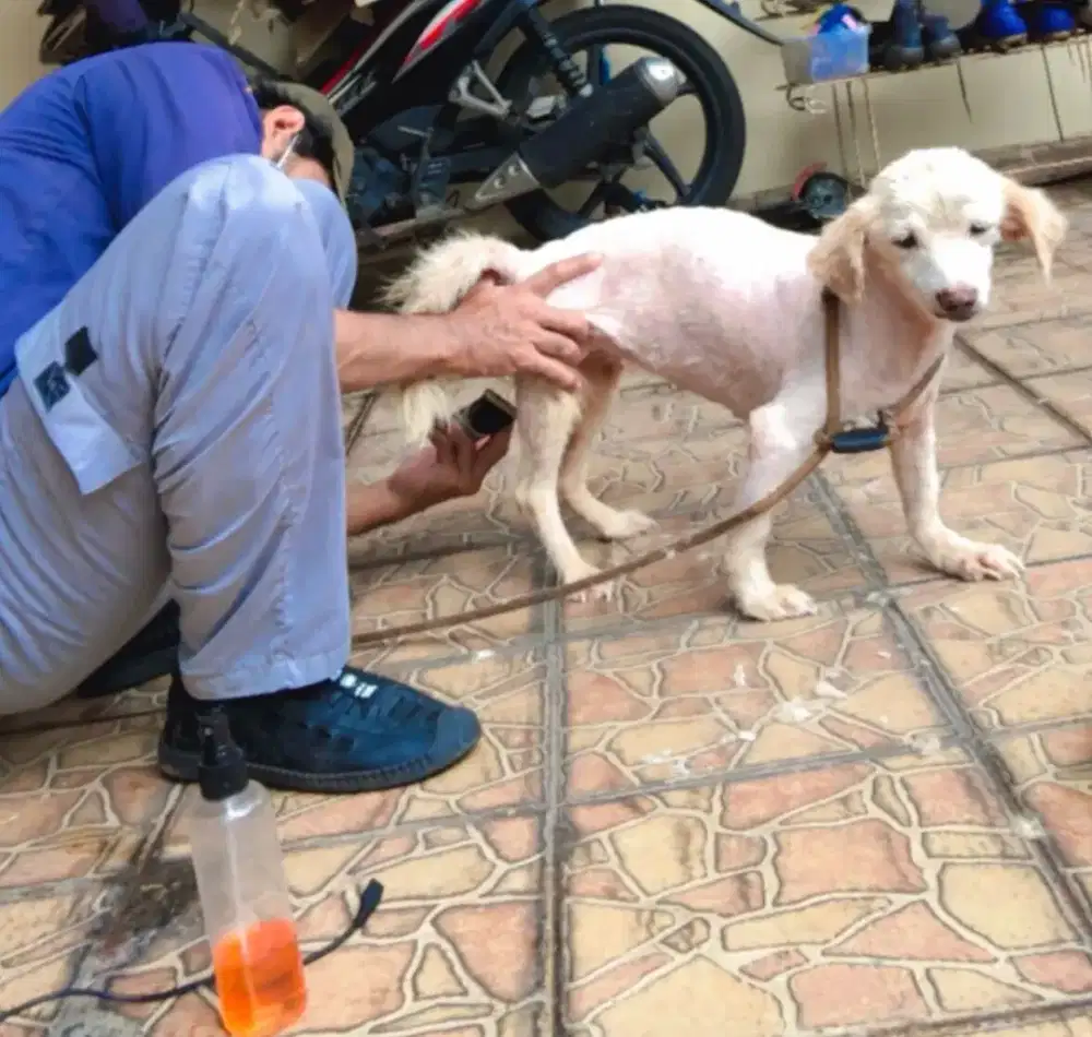 Grooming kucing anjing panggilan