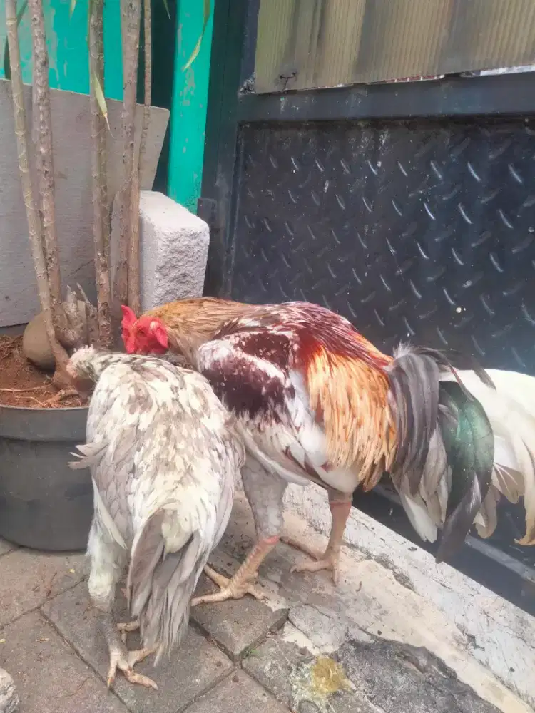 Dijual ayam sepasang