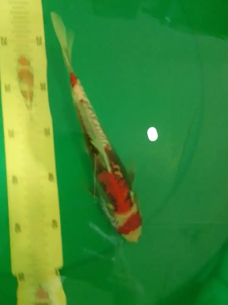 Ikan koi jenis Beni Kumonryu 25cm antik