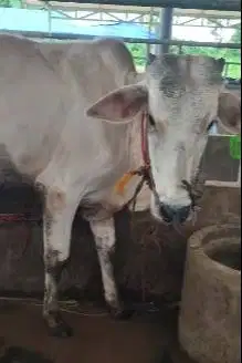 3 ekor sapi jantan 1 tahunan TB 110cmUP 200kiloan siap ternak piara ok