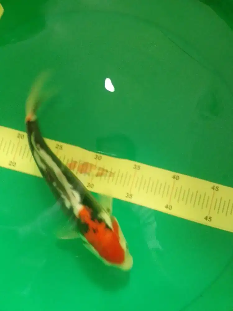 Ikan koi jenis Beni Kumonryu 26cm jarang ada