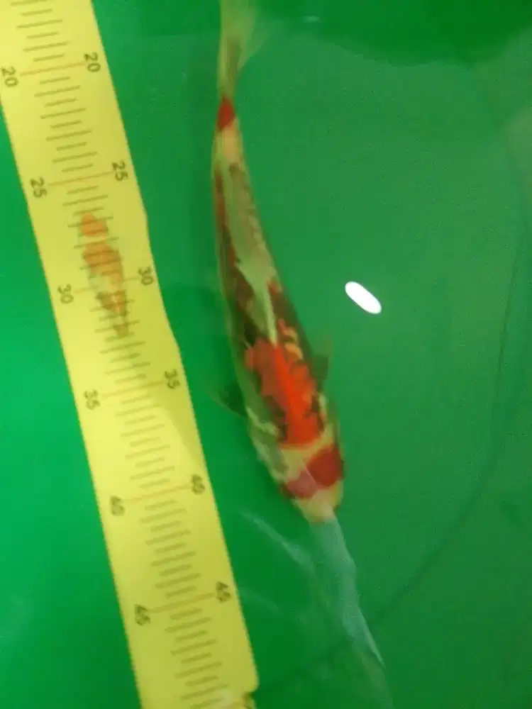 Ikan koi jenis Beni Kumonryu 25cm bagus