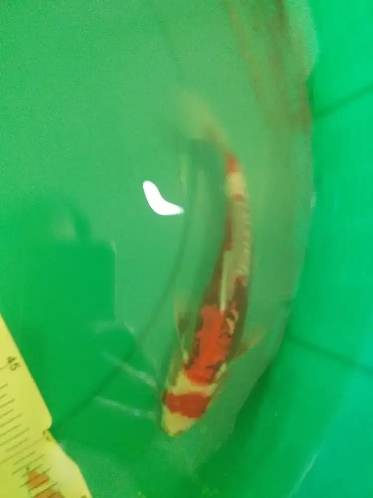 Ikan koi jenis Beni Kumonryu 25cm antik an