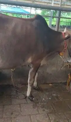 3 ekor sapi jantan 1 tahunan TB 110cmUP 200kiloan layak ternak gemukin