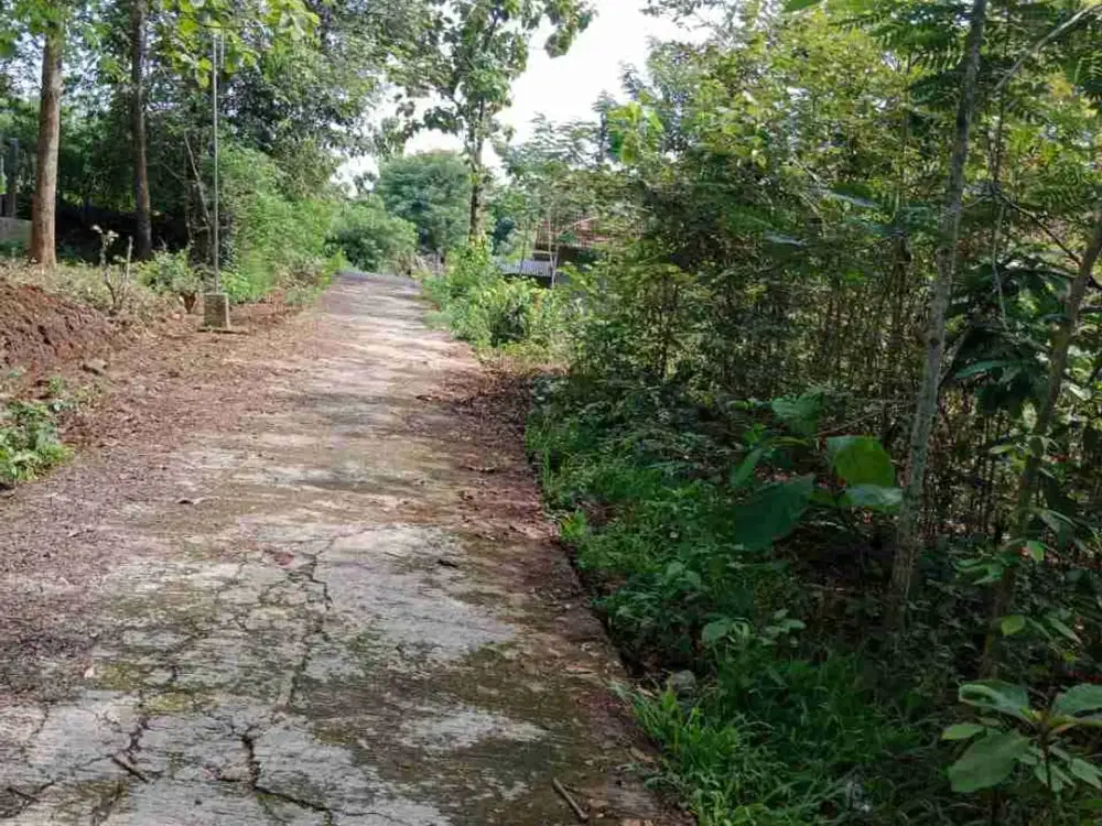 Pekarangan 2 sertifikat 3.290 m2 muka 100m + jalan 5m +/- 2km dari jalan raya propinsi, rejosari polokarto