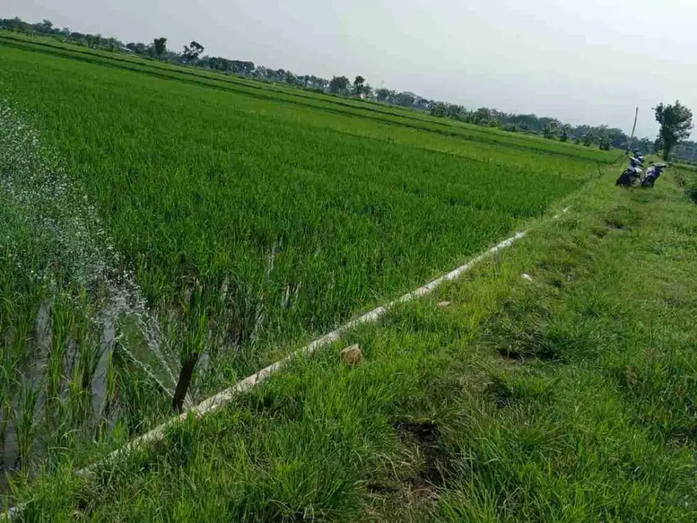 Pekarangan 1.993m muka 15m  2,5 kn jalan propinsi, akses jalan colt t masuk, jatisobo polokarto