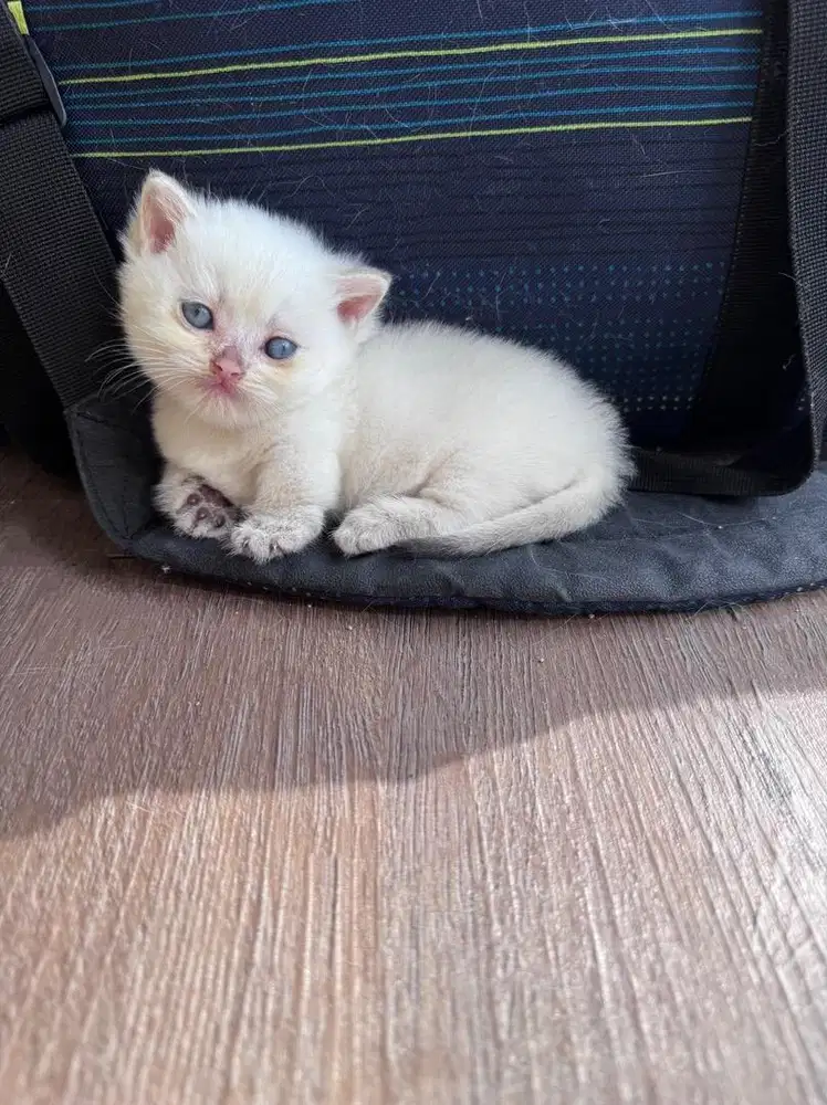 Kucing munchkin silver bsh british shorthair Jantan