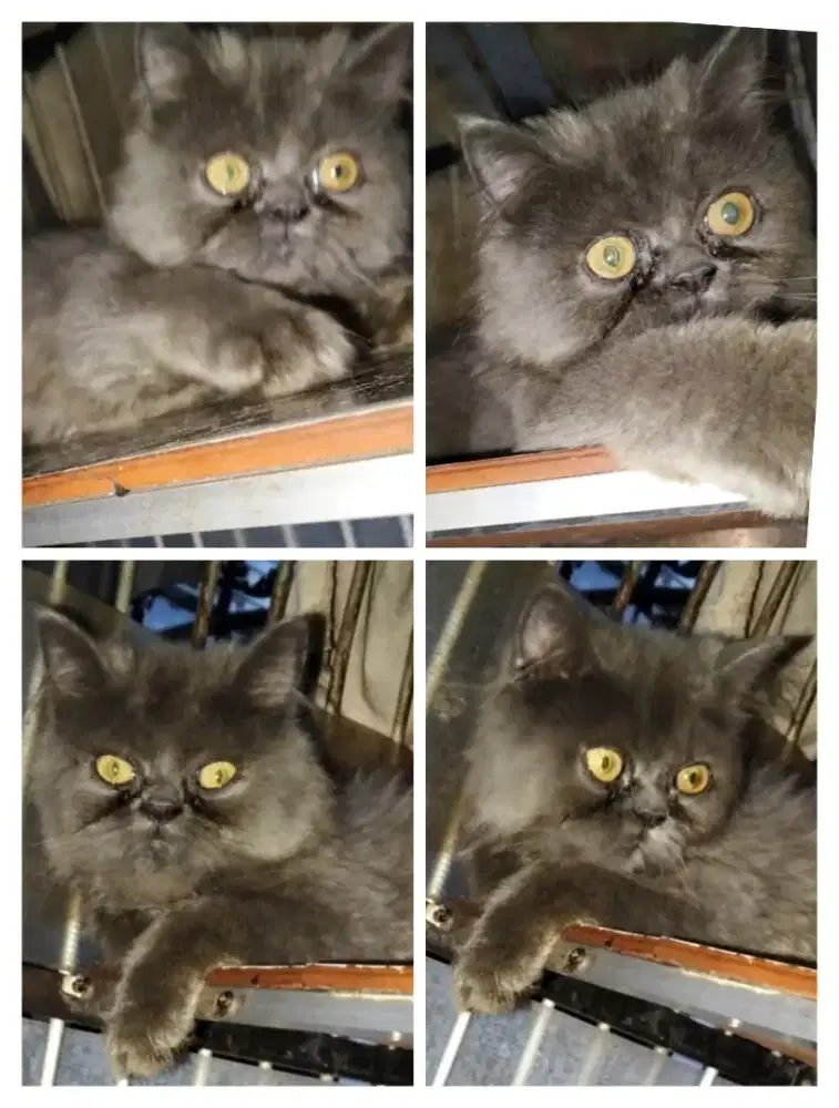 Kucing flatnose abu abu