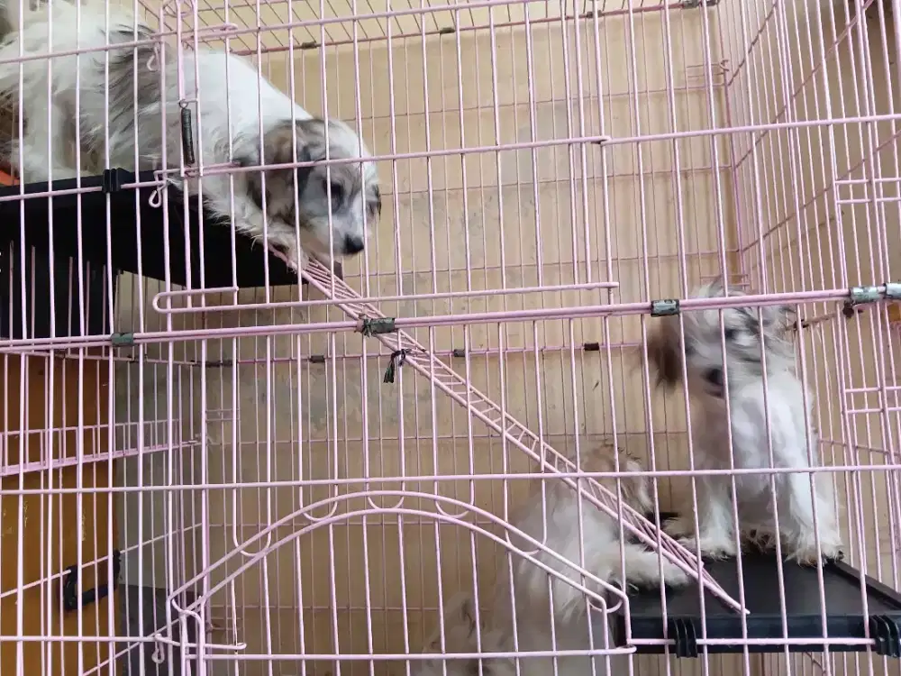 Mau di lepas adop anakan shitzu mix