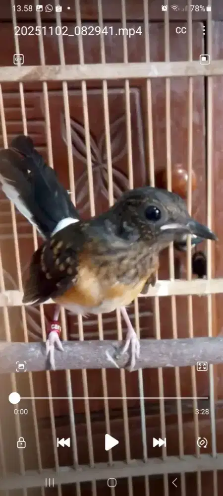 Burung murai batu trotolan