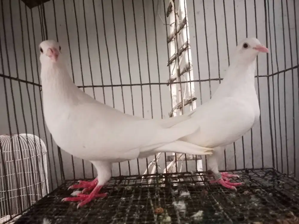 Merpati Pos Putih Sejodoh