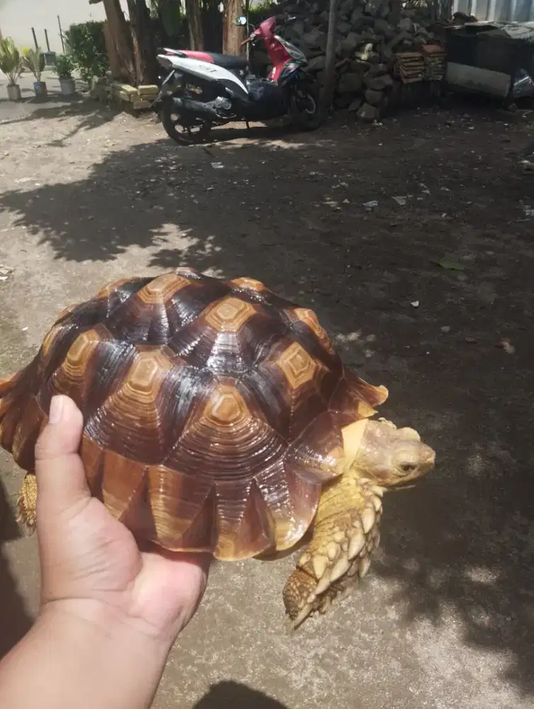 Sulcata mulus no minus
