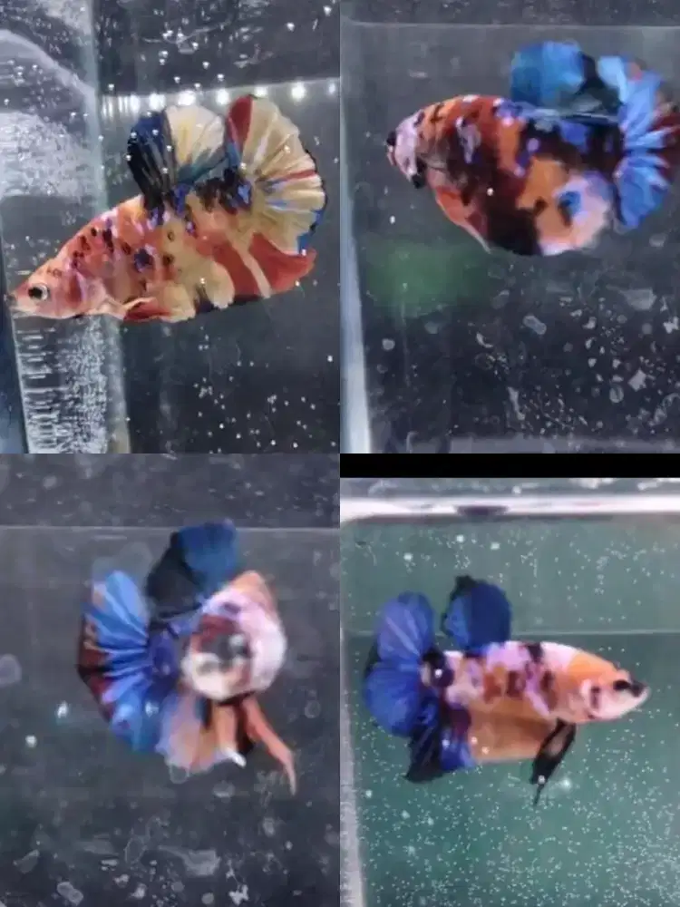 Ikan cupang multi colur