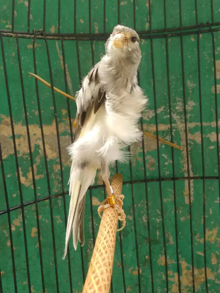 Kenari sdf xsf gacor