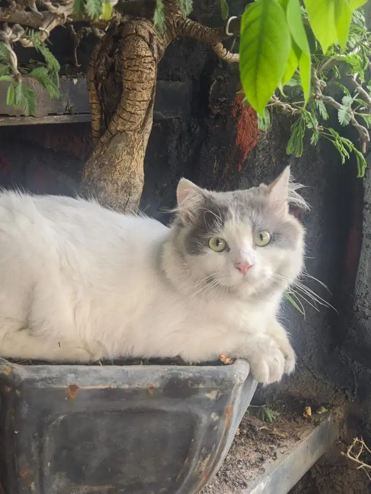 Kucing Persia Open Adopt