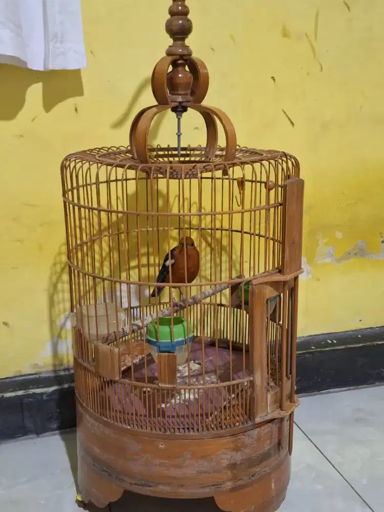 Anis merah fullset ring,