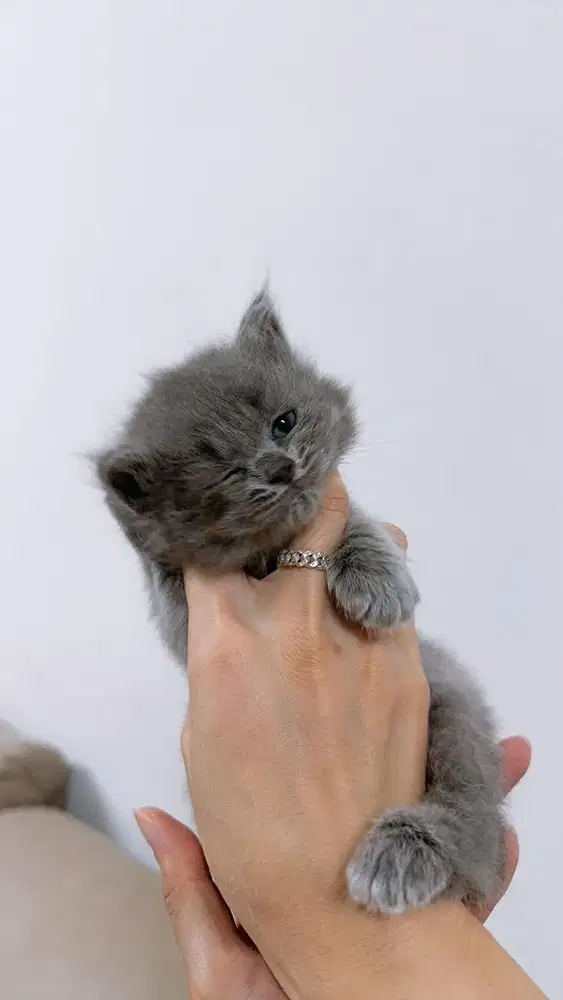 Bsh gemoy lucu gemes lincah