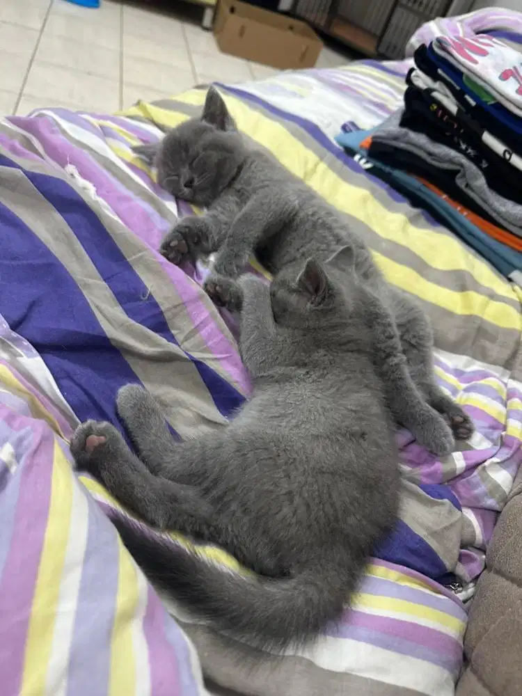 Bsh lucuuu warna abu