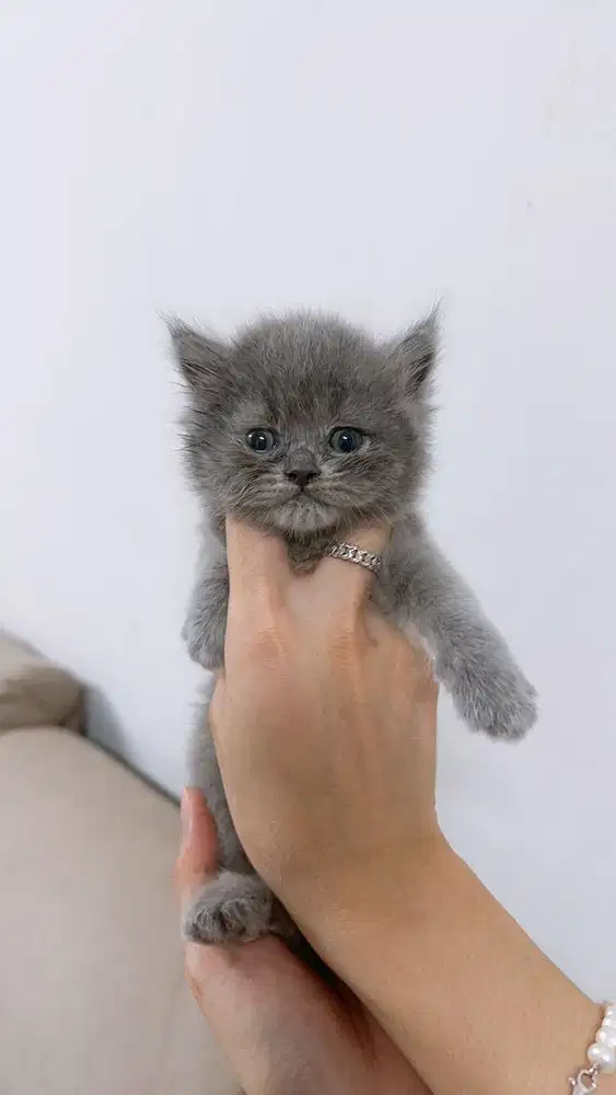 Bsh lucuuu warna abu