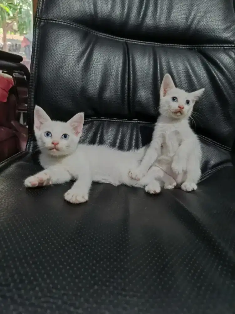 Sepasang kitten mata biru