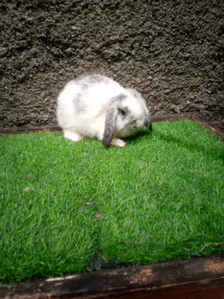 Kelinci holland lop