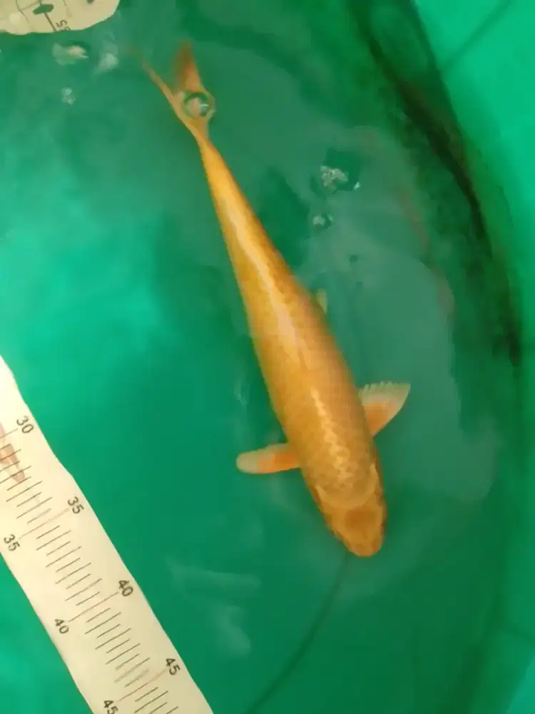 Ikan koi jenis Ogon 29cm warna kuning