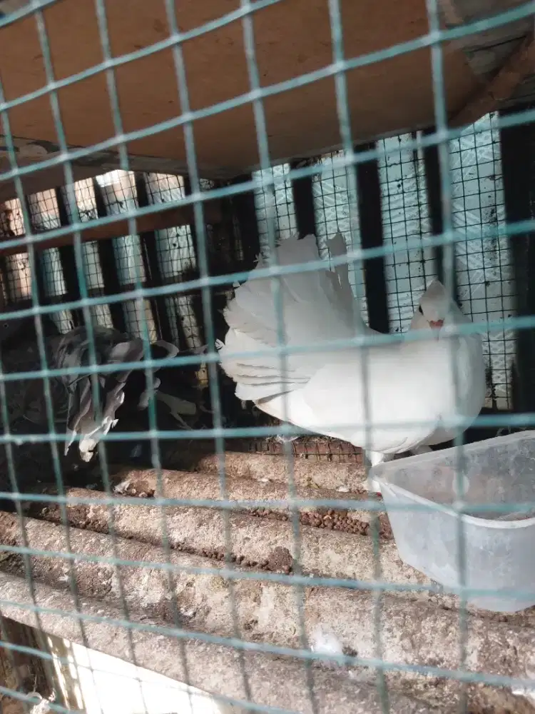 Merpati kipas dara kipas sepasang indukan 5x produksi