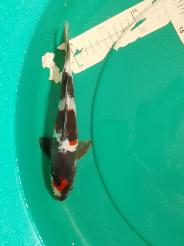 Ikan koi jenis Showa Doitsu 26cm antik
