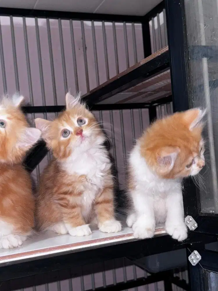 kucing persia jantan & betina lincah sudah bisa pup sendiri