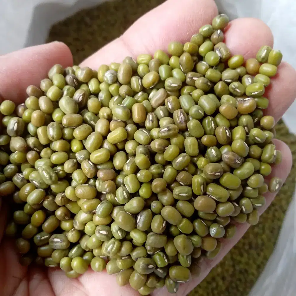 Kacang Hijau Super BTR 888 Toge per 1 Kg