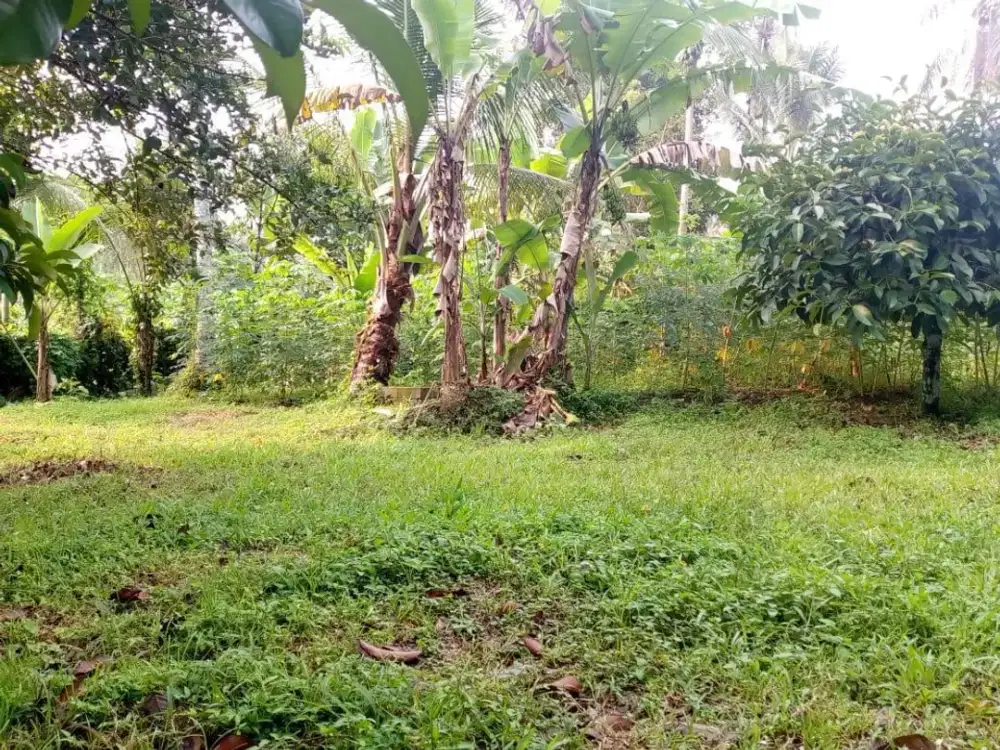 Tanah kapling kebun karang bayan