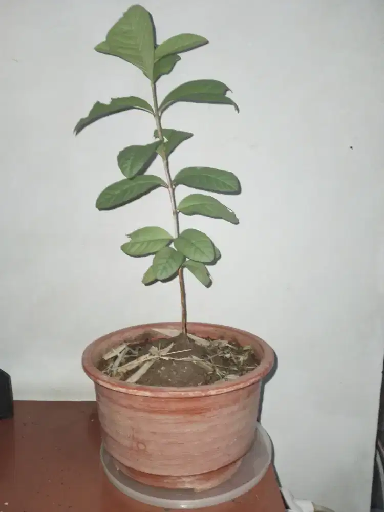 Pohon jambu biji berikut pot size P15cm L15cm, P30cm, bisa nego