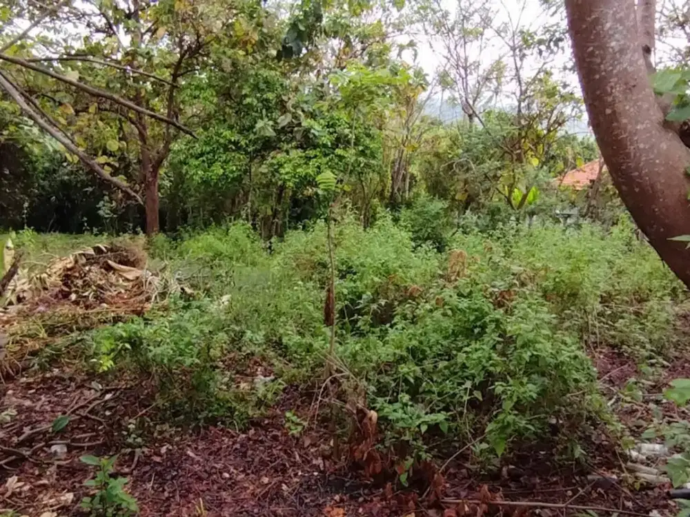 Peaceful and Strategic Location Land For Sale in Lovina