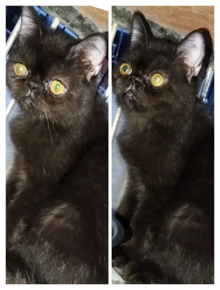 Kucing Exo wrn full hitam