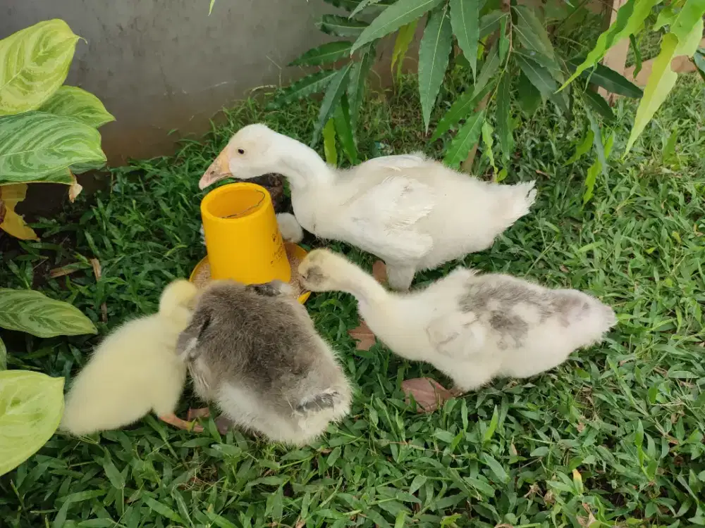 Angsa Lokal, Benggala, Silangan