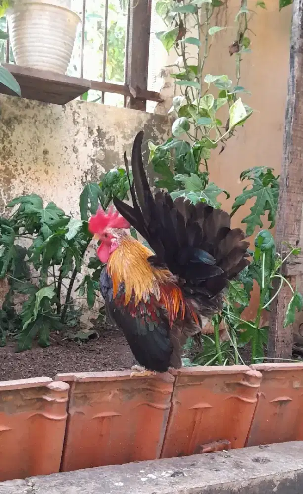 Jual Ayam Serama Jantan