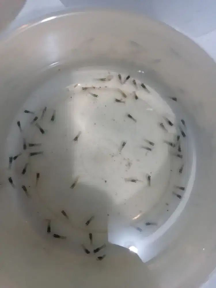 Anakan Burayak Lobster Air Tawar Red Claw